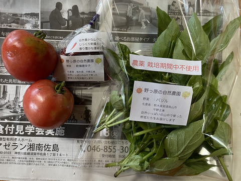 【秋のカボチャセット】農薬不使用で育てたどっしりかぼちゃ5個以上と採れたて季節の野菜盛りセット　 農薬不使用栽培で丁寧に育てました。