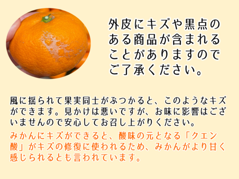 熟成みかん『青島（あおしま）』3kg サイズ混合 ご家庭用 ≪仲屋 海瀬農園≫ 静岡県 西浦みかん 3キロ