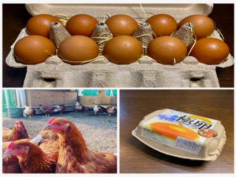 【食べくらべ🉐パック①】純国産鶏4種20個　青空のびのび飼育《富士の極卵》