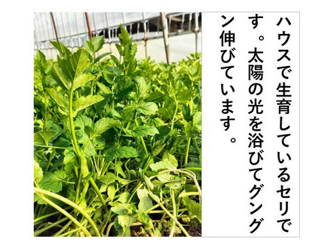 セリ 極太、めちゃ長！強い香りとギシッとした歯応え＜約800g＞