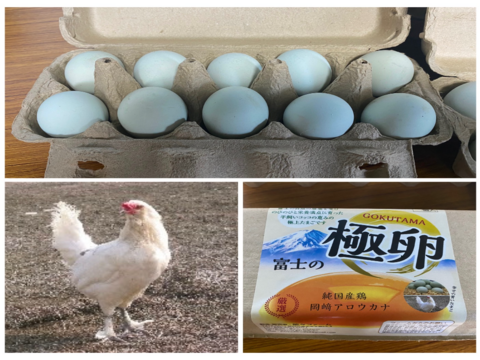 🉐純国産鶏アロウカナ50個【富士の極卵】青空のびのび飼育
