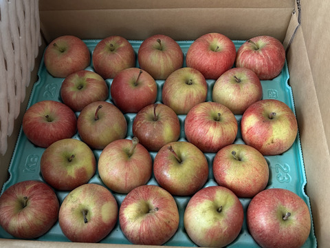 お得な訳ありご家庭用🍎サンふじ5kg🍎特別栽培認証取得✨低農薬 葉とらずりんご 【4～5人向け】予約販売