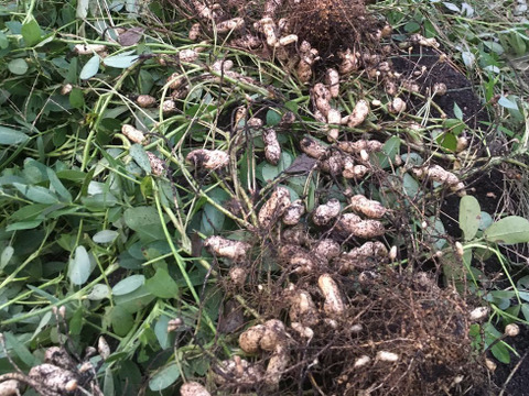 乾燥生落花生1kg【ジャンボピーナッツ・極大粒・殻付き】【農薬・化学肥料不使用】【天日乾燥】【令和6年・岐阜県産】