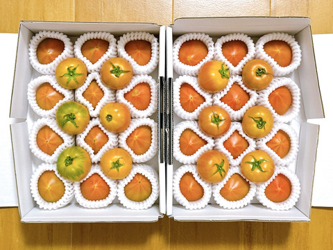 【2箱】弾ける旨味・甘み！【ト・マーレ】禁断の濃密さ 750g×２