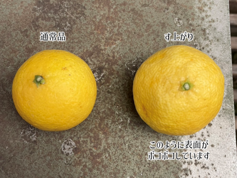 4/5より順次発送【加工用】黄金柑 3kg ゴールデンオレンジ 黄蜜柑 「もったいない」にご賛同ください 仲屋 海瀬農園