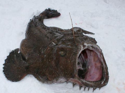 激安❗️卸価格‼️ 高級料亭で使用されているアンコウ❗　鮟鱇　青森産　キアンコウ
1匹4〜6kg 余った他の魚があればサービスで同梱致します⭐️