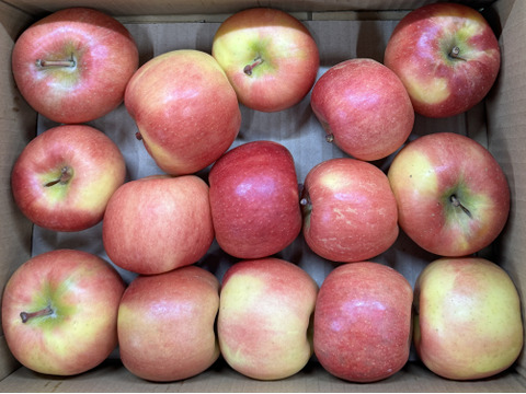 🍎小玉が多め🍎【お買い得・バラ詰め】こうとく !! 約3Kg 家庭用 高徳 数量限定 りんご『話題のリンゴはここみつけたら即買いをお勧めします!!』
