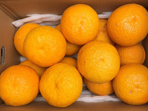 【加工用】甘夏（あまなつ）4.5kg 4/19より順次発送 仲屋 海瀬農園