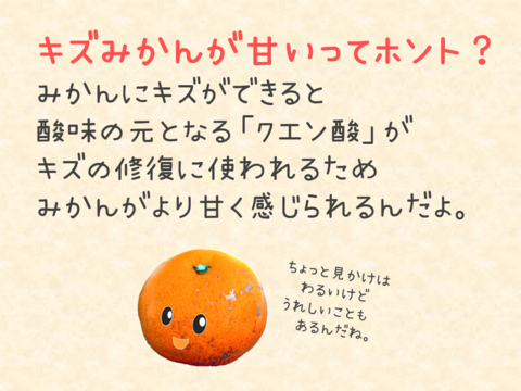 12/24より順次発送 幻のみかん『石地（いしじ）訳あり 3kg』 希少品種 サイズ混合 ご自宅用 3キロ 仲屋 海瀬農園 静岡県 西浦みかん