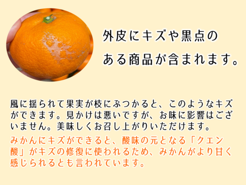 【アワード受賞】2/22より順次発送 ちょっと傷あり『寿太郎』5kg サイズ混合 高糖度系の本格貯蔵みかん 西浦ブランドみかん 仲屋 海瀬農園