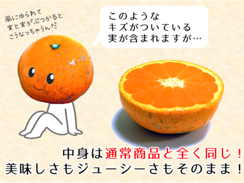 12/24より順次発送 幻のみかん『石地（いしじ）訳あり 3kg』 希少品種 サイズ混合 ご自宅用 3キロ 仲屋 海瀬農園 静岡県 西浦みかん