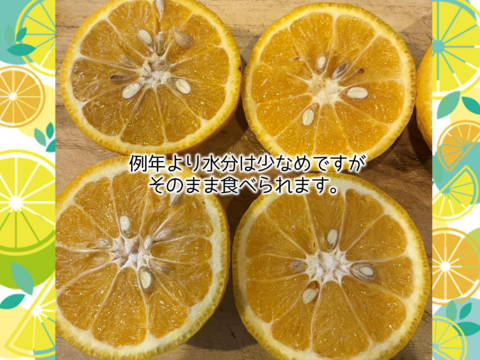 【加工用】甘夏（あまなつ）4.5kg 4/19より順次発送 仲屋 海瀬農園