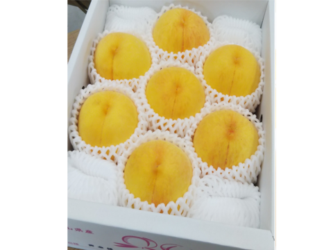 食欲をそそる鮮やかな黄金色と強い甘み！【黄金桃】（ご家庭用・約2kg）