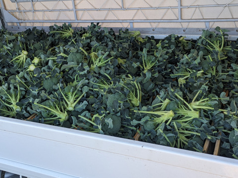 ともちゃん厳選！春の野菜セット