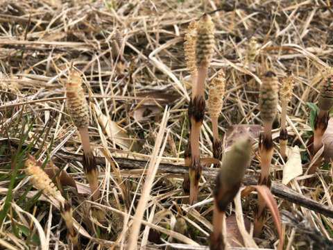 【袴処理済】有馬温泉の麓 天然つくし 200g 3月中旬より発送 土筆 袴なし