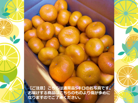 【アワード受賞】2/22より順次発送 ちょっと傷あり『寿太郎』5kg サイズ混合 高糖度系の本格貯蔵みかん 西浦ブランドみかん 仲屋 海瀬農園