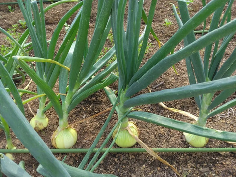 【季節限定】シャキっと柔らか、みずみずしい！阿部農縁の新玉ねぎ　5kg