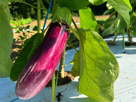 【セット】おまかせ旬のなすセレクション(4種 2-3人分) 【朝採れ】