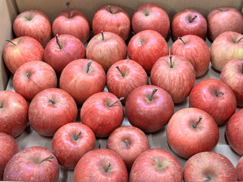 【極小玉・バラ詰め】サンふじ🍎家庭用約4.5Kg🍎毎日りんご　コスパ抜群　青森県産　数量限定