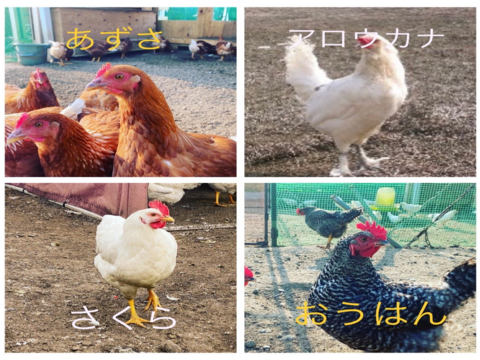 【食べくらべ🉐パック③】純国産鶏4種60個　青空のびのび飼育《富士の極卵》