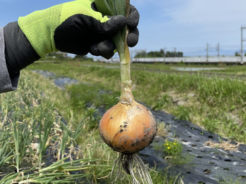 瑞々しく甘～い玉ねぎソニック😊サイズ色々混ぜて2kg土付きです
