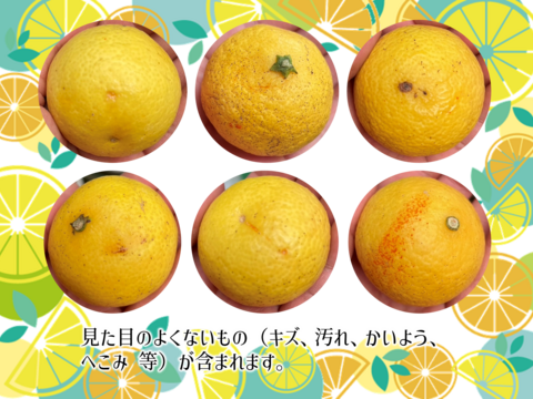 4/5より順次発送【加工用】黄金柑 3kg ゴールデンオレンジ 黄蜜柑 「もったいない」にご賛同ください 仲屋 海瀬農園