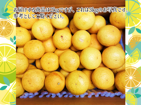 食べるアロマ賞！3/28より順次発送【傷あり】奇跡の果実『黄金柑』ゴールデンオレンジ 2kg あふれる果汁とさわやかな甘み 黄蜜柑 仲屋 海瀬農園