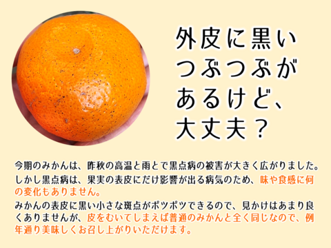 糖度12度！ 小さな果実に甘みがギュッ！ 西浦ブランドみかん『プティ寿太郎』3kg ★2/25より順次発送予定 仲屋 海瀬農園