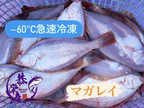 マガレイ、ミズガレイ、宗八カレイ食べ比べBOX ‼️［−60℃真空急速冷凍］