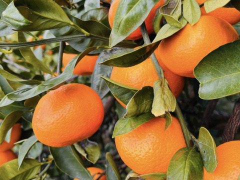 【贈答用】濃厚 真穴（まあな）産 早生みかん  サイズ混合 2S～Lサイズ 5kg  数量限定（サイズ指定不可）