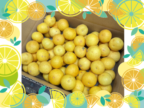 食べるアロマ賞！奇跡の果実『プティ黄金柑』極小サイズ ゴールデンオレンジ 1.5kg あふれる果汁とさわやかな甘み 黄蜜柑 仲屋 海瀬農園