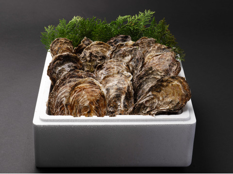 【春牡蠣】身入りMAX！江田島産 殻付き牡蠣 一番美味しい旬を堪能◆