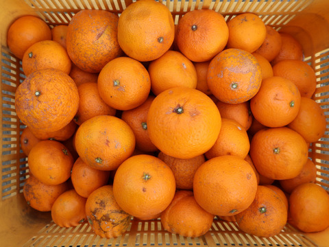 農家直送！有田みかん10kg　超訳あり（加工用）【平武農園】和歌山｜有田｜田口　産地直送　お取り寄せ