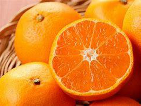 限定2箱 特別価格 愛媛県興居島産温州みかん 10キロ 愛媛県産のみかん 柑橘類 食べチョク 産地直送 産直 お取り寄せ通販 農家 漁師から旬の食材を直送