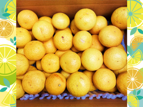 4/5より順次発送【加工用】黄金柑 3kg ゴールデンオレンジ 黄蜜柑 「もったいない」にご賛同ください 仲屋 海瀬農園