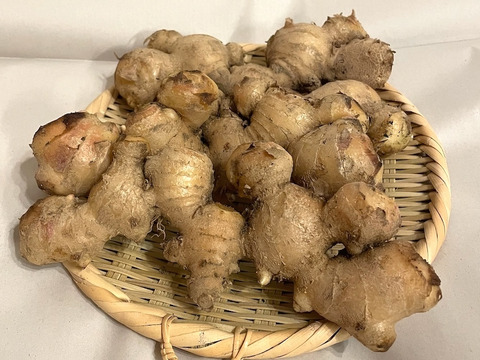 【農薬・化学肥料不使用】皮ごと使える　「熟成・土付き生姜」500g