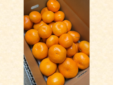 12/21より順次発送 幻のみかん『石地（いしじ）サイズ混合 5kg』 希少品種 5キロ 仲屋 海瀬農園 静岡県 西浦みかん