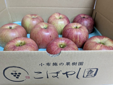 訳あり　あいかの香り　長野県産りんご3kg 6〜13玉