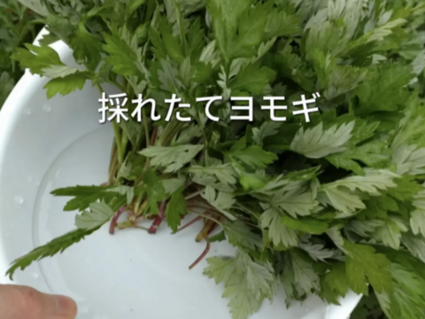 よもぎ生葉🌿60本（60苗）以上🌿１枚目の写真が約10本✕6🌿上から15cmの柔らかいヨモギ🌿和ハーブ🌿ヨモギ☆蓬☆畑横の人が通らない林の蓬🌿🏣ゆうパック