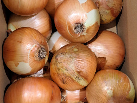 【訳あり】淡路島玉ねぎ10kg【野菜ソムリエサミット金賞🏆】