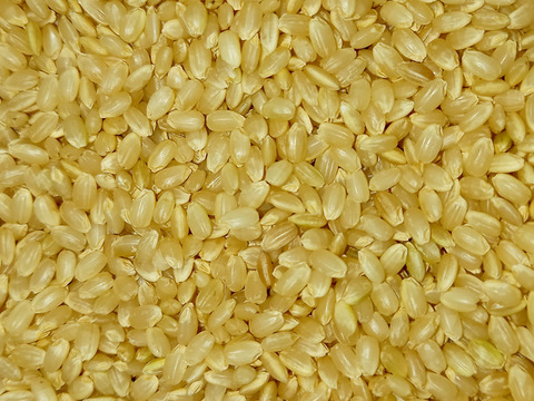 【初めての玄米食】を始める方に♡ﾐﾙｷｰｸｲｰﾝ2㎏ 炊き方ﾚｼﾋﾟ付き 農薬不使用・化学肥料不使用  特別栽培米 玄米 令和3年産