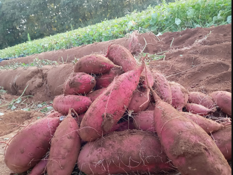 （ほくほく系）超お得！食品ロス削減応援・訳あり紅まさり6キロ以上！目一杯詰めます。