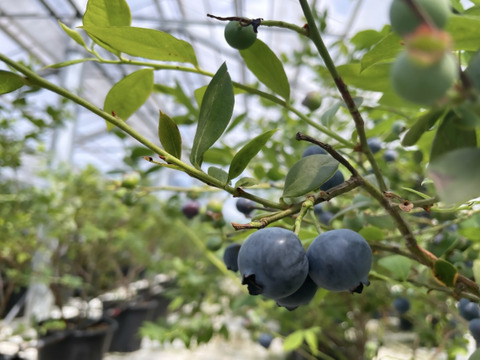 甘くてジューシー　超大粒ブルーベリー　ユーリカ※農薬不使用（100g×4パック）