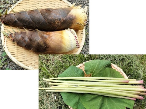 【自然栽培】　たけのこ（３ｋｇ）＆　フキ（３００ｇ）