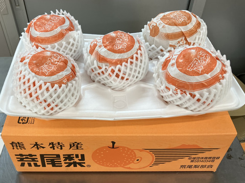 【数量限定】見て大きさにビックリ‼️食べて甘さにビックリ‼️✨厳選✨甘熟熊本特産品ジャンボ荒尾梨(新高)5〜6玉(約5kg)