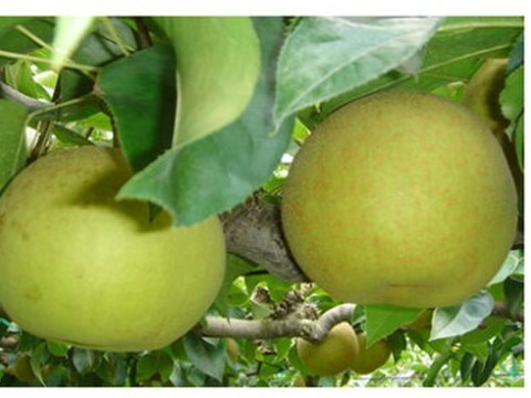 むせるほど甘い幻の梨【秀玉】【山形県産】2kg(４～６玉)