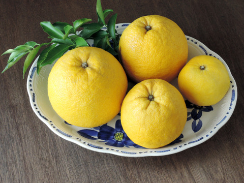 めっちゃジューシー　サラダにもいいよ～　イエローポメロ　１．８kg弱入り