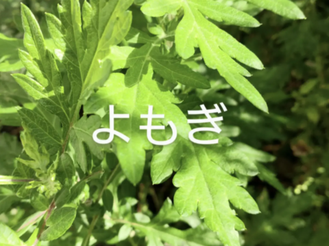 よもぎ生葉🌿90本（90苗）以上🌿上から15cmの柔らかいヨモギ🌿和ハーブ🌿ヨモギ☆蓬☆畑横の人が通らない林の蓬🌿🏣ゆうパック