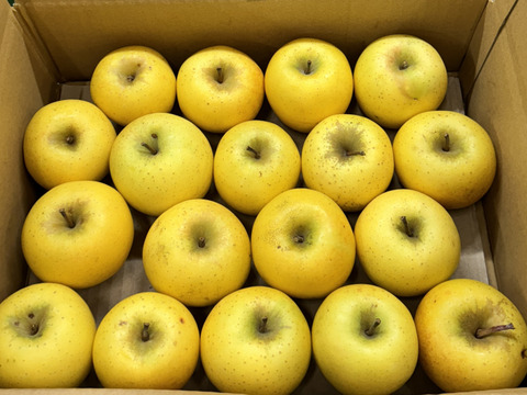 【極小玉・バラ詰め】シナノゴールド💛家庭用約2.7Kg🍏毎日りんご　コスパ抜群　青森県産　数量限定