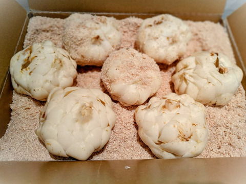 野菜ソムリエサミット最高金賞受賞！『幻のゆり根 月光』２Ｌサイズ・7個(約1㎏)